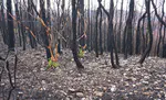 RUSLE model before and after fire using open data and software. A case study after 2017 "Las Maquinas fire" in central Chile