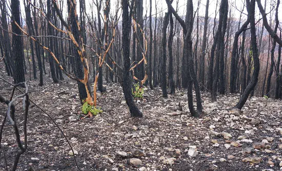 RUSLE model before and after fire using open data and software. A case study after 2017 "Las Maquinas fire" in central Chile